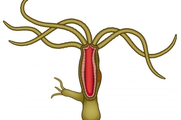 Kraken даркнет что это